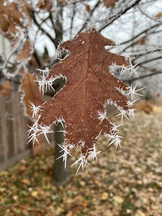 Photograph by Roseanne McNeill